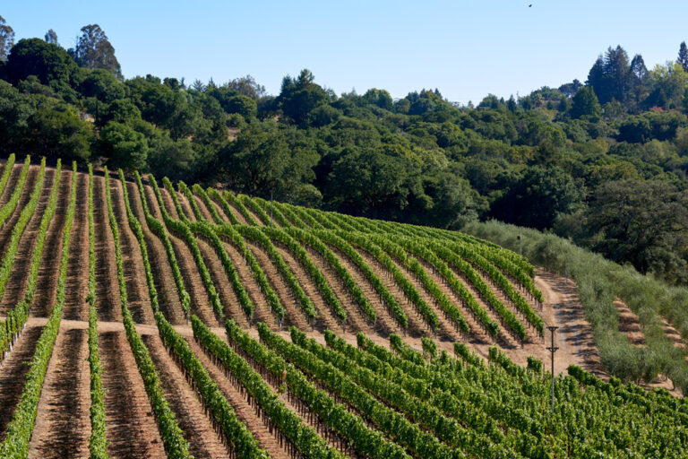 Whither Côte-Rôtie