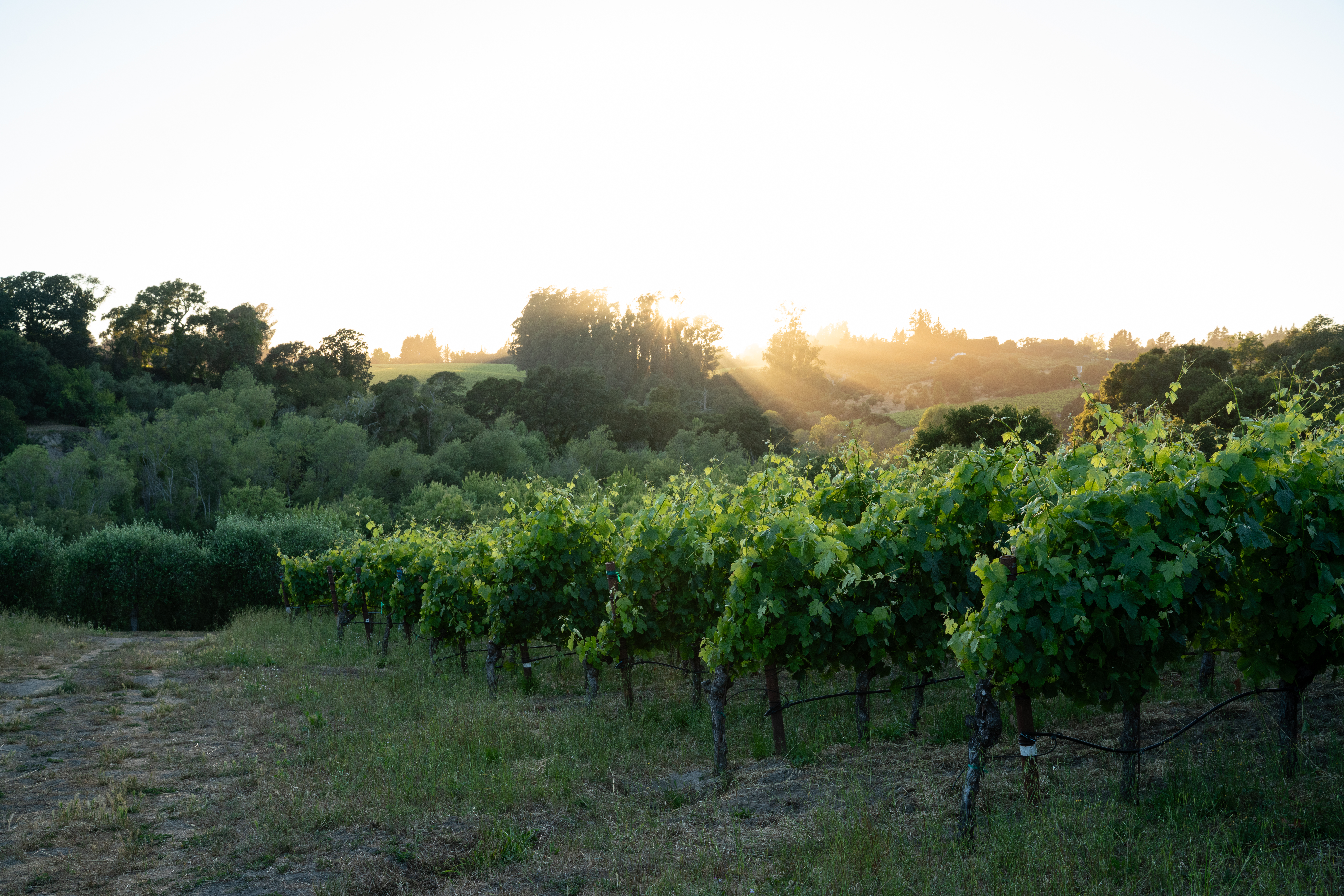 The Singer Baker Lane Estate Cool Climate Syrah Project